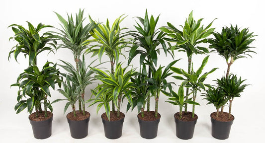 Dracaena marg. mix 60-30-15 110cm 21cm Pot
