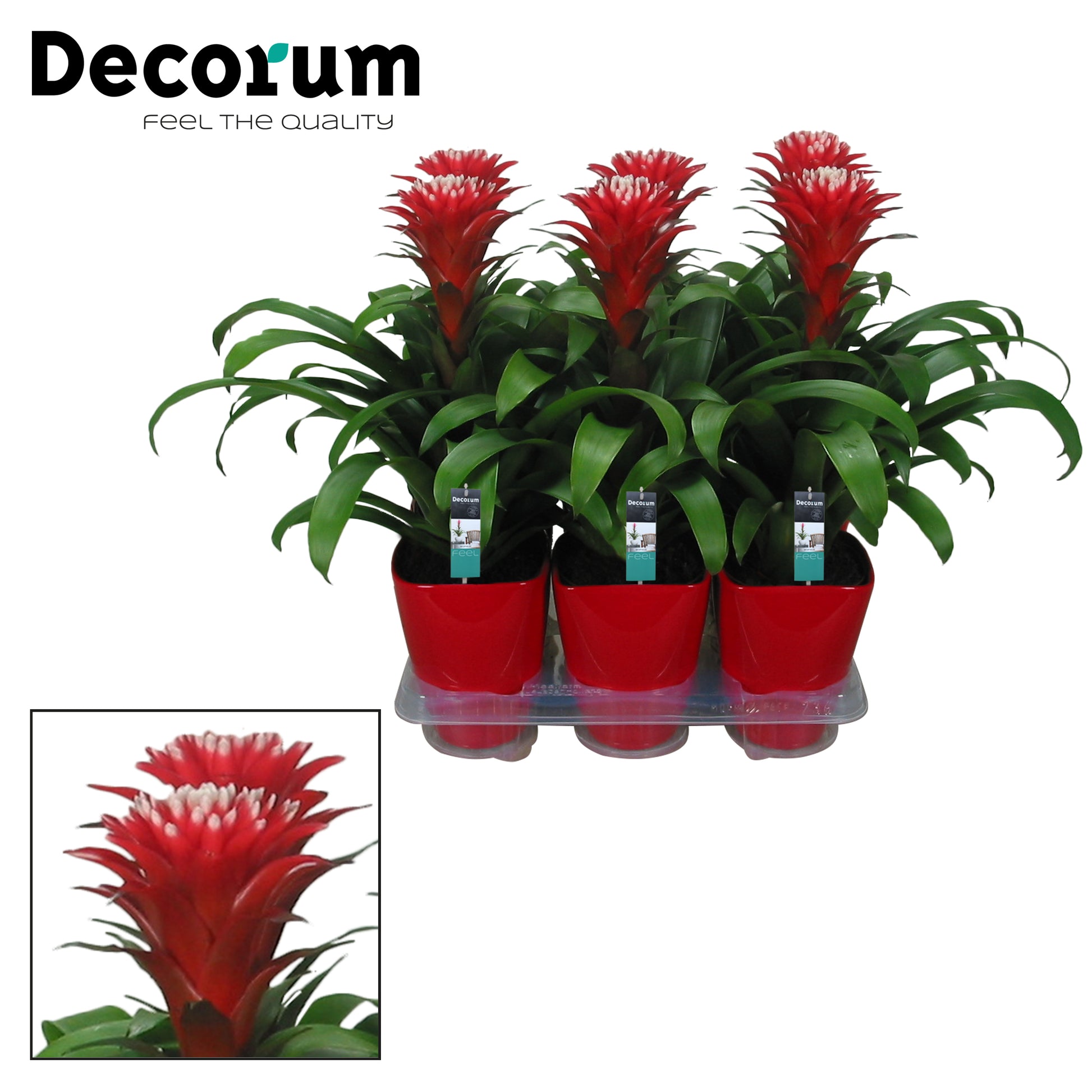 Guzmania Hope 45cm 14cm Pot