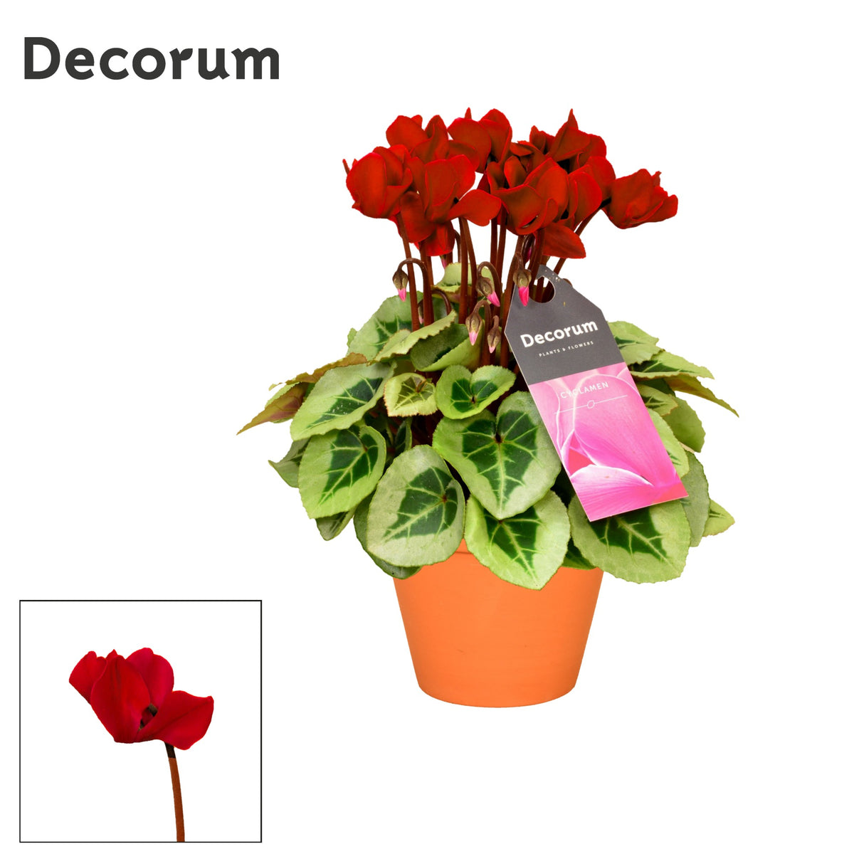 Cyclamen Picasso 25cm 13cm Pot