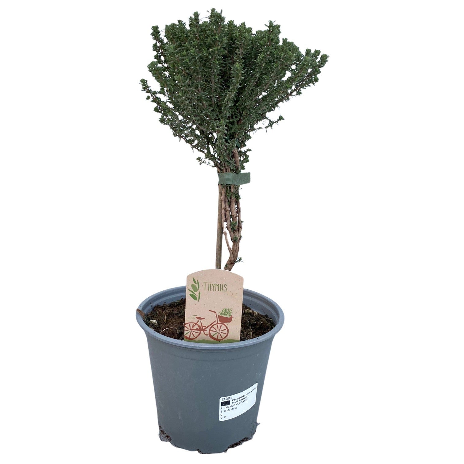 Thymus vulgaris (Thyme) 45cm 14cm Pot