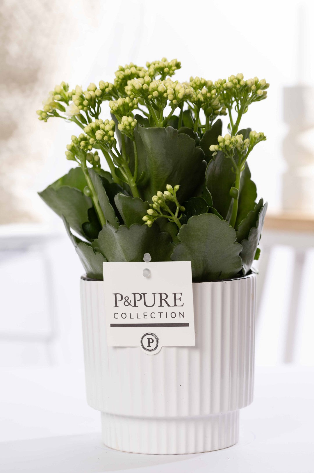 Kalanchoe Rosalina Don Paloma 27cm 12cm Pot