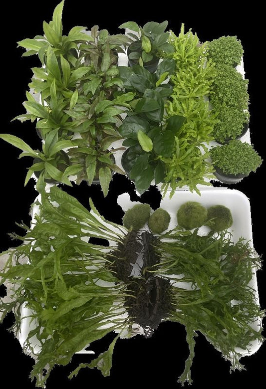 Aquarium plant mix 10cm 5cm Pot
