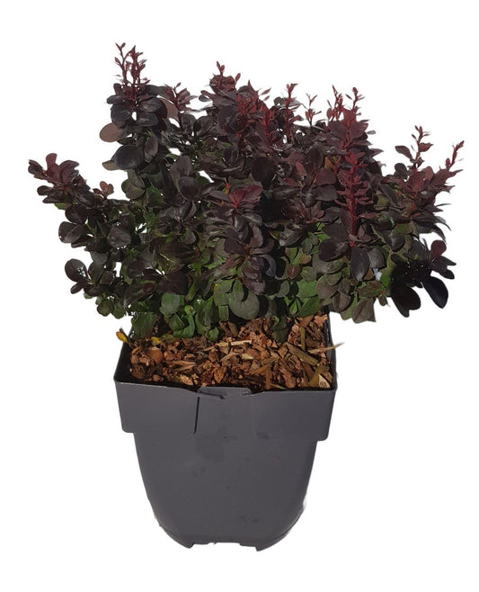 Berberis overig 30cm 17cm Pot