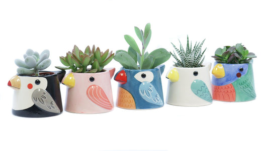 Oriental-Edelcactus Succulent mix Pack of 12
