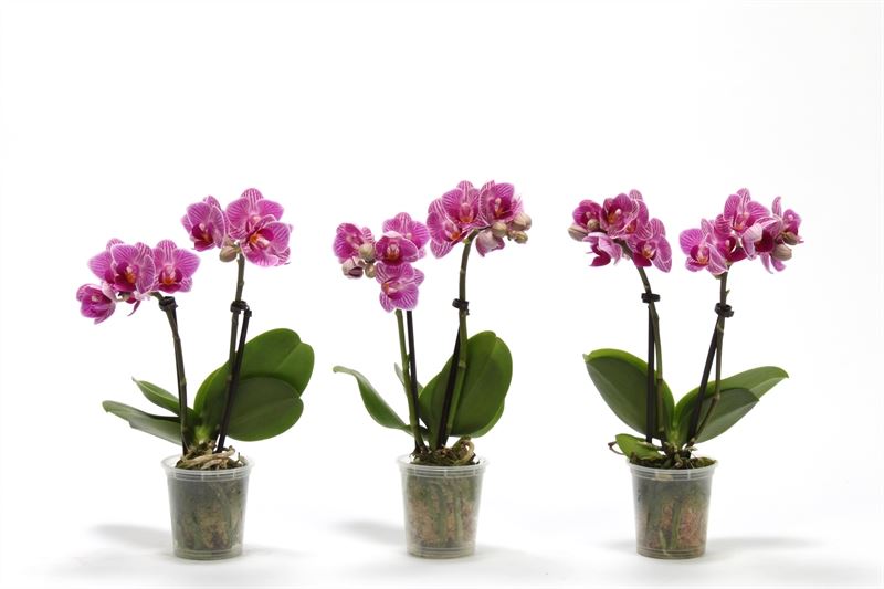 Phalaenopsis hybrid 17cm 6cm Pot