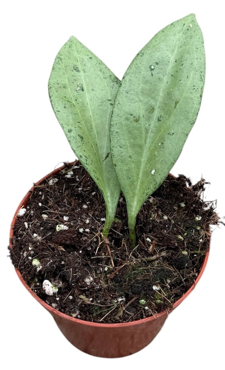 Hoya australis 10cm 8cm Pot