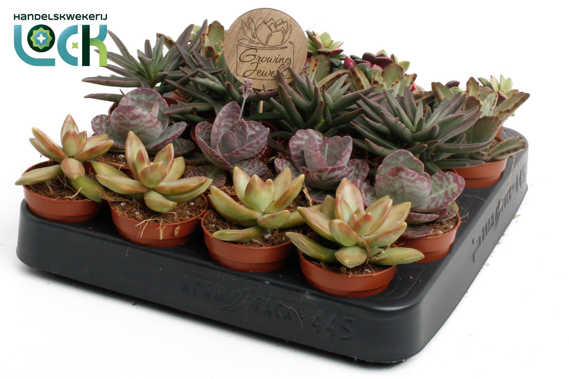 Succulents mix autumn 10cm 5.5cm Pot