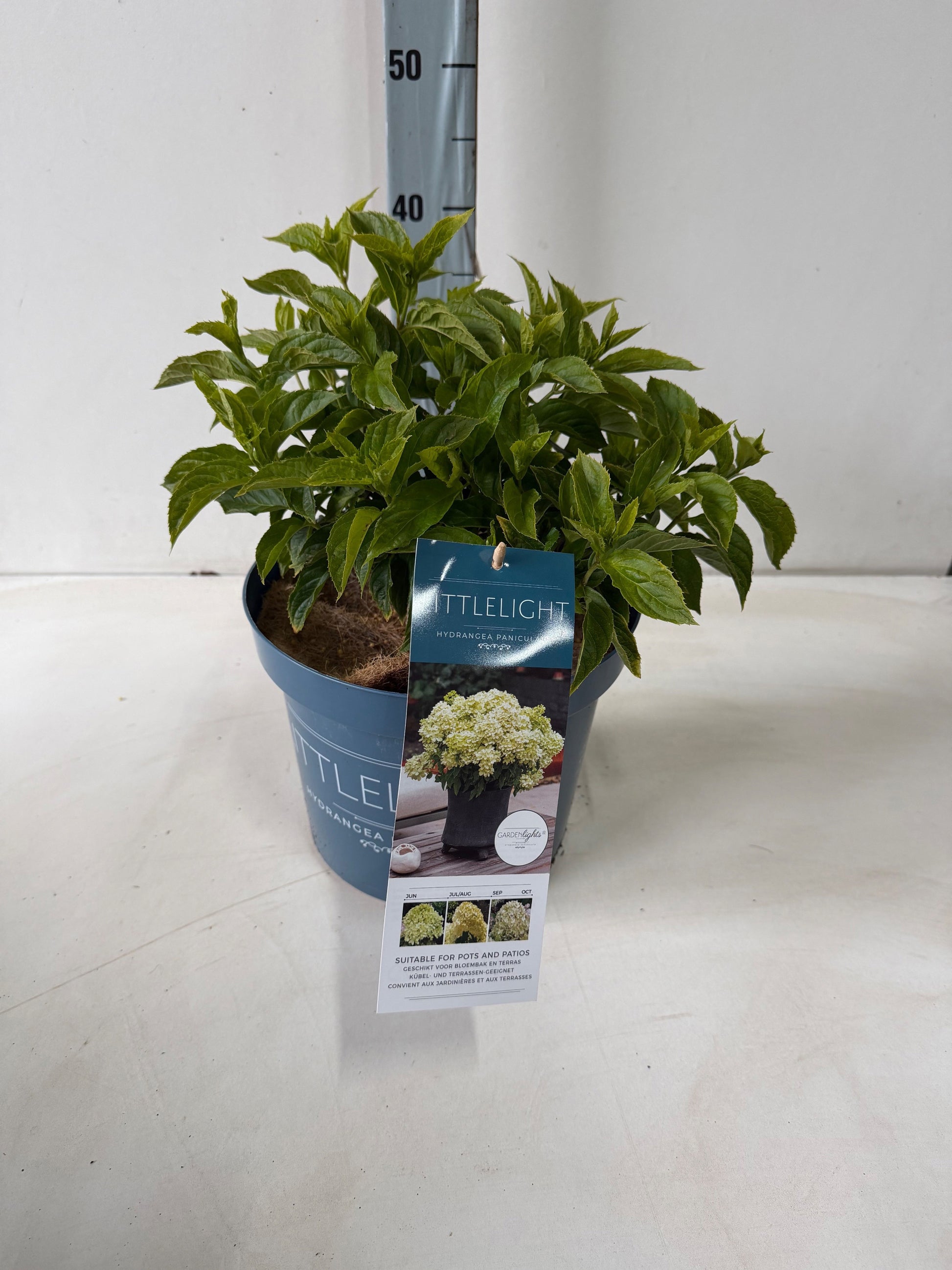 Hydrangea paniculata 50cm 26cm Pot