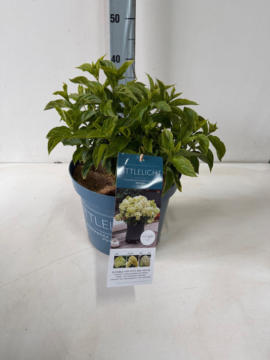 Hydrangea paniculata 50cm 26cm Pot