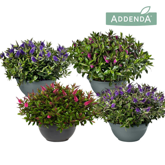Hebe Addenda mix 45cm 30cm Pot