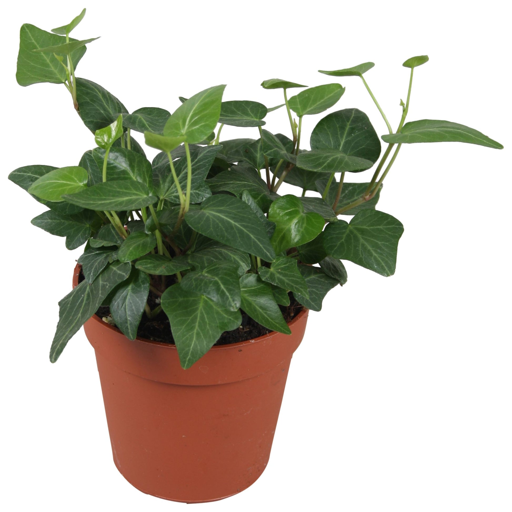 Hedera helix Lady Kay 9cm Pot