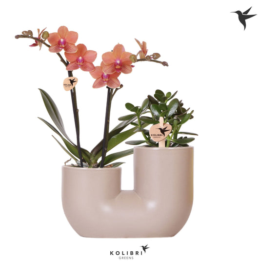 arr. Kolibri 12500SAOR 40cm 18cm Pot