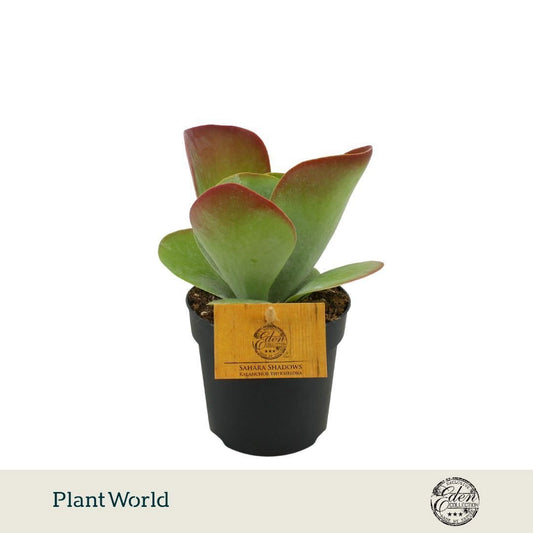 Kalanchoe thyrsiflora 15cm 10.5cm Pot