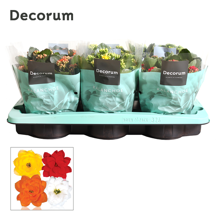 SlijkermanKalanchoe Kalanchoe mix Decorum Pack of 6