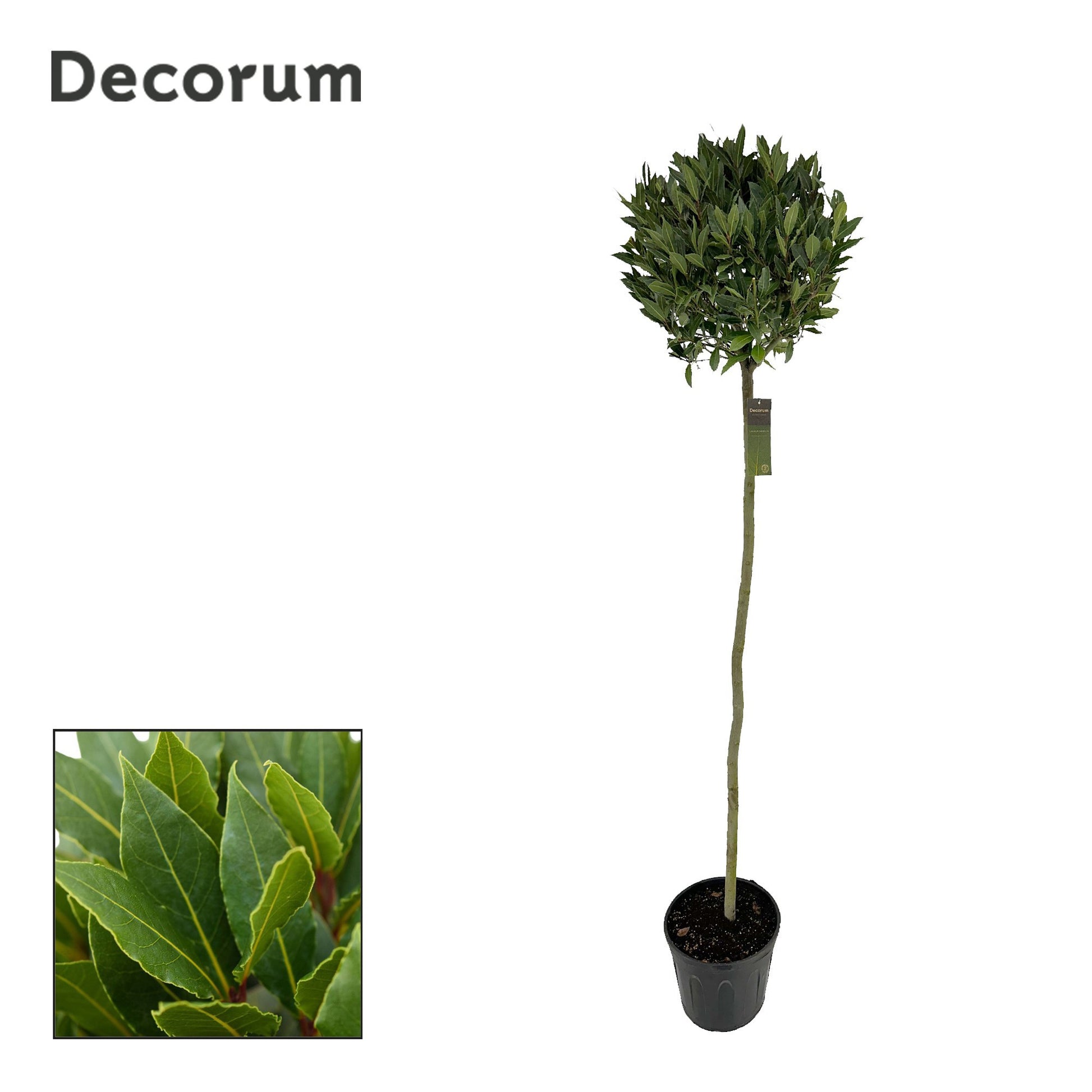 Laurus nobilis 220cm 30cm Pot