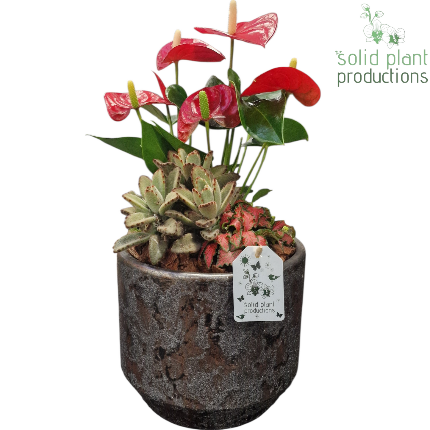 AT221 Maria Silver Pot Red Anthurium 45cm 19cm Pot