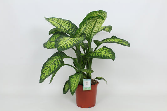 Dieffenbachia Lemon Tropic 80cm 24cm Pot