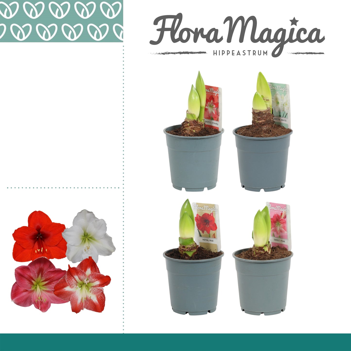 hippeastrum-mix-25cm-12cm-pot