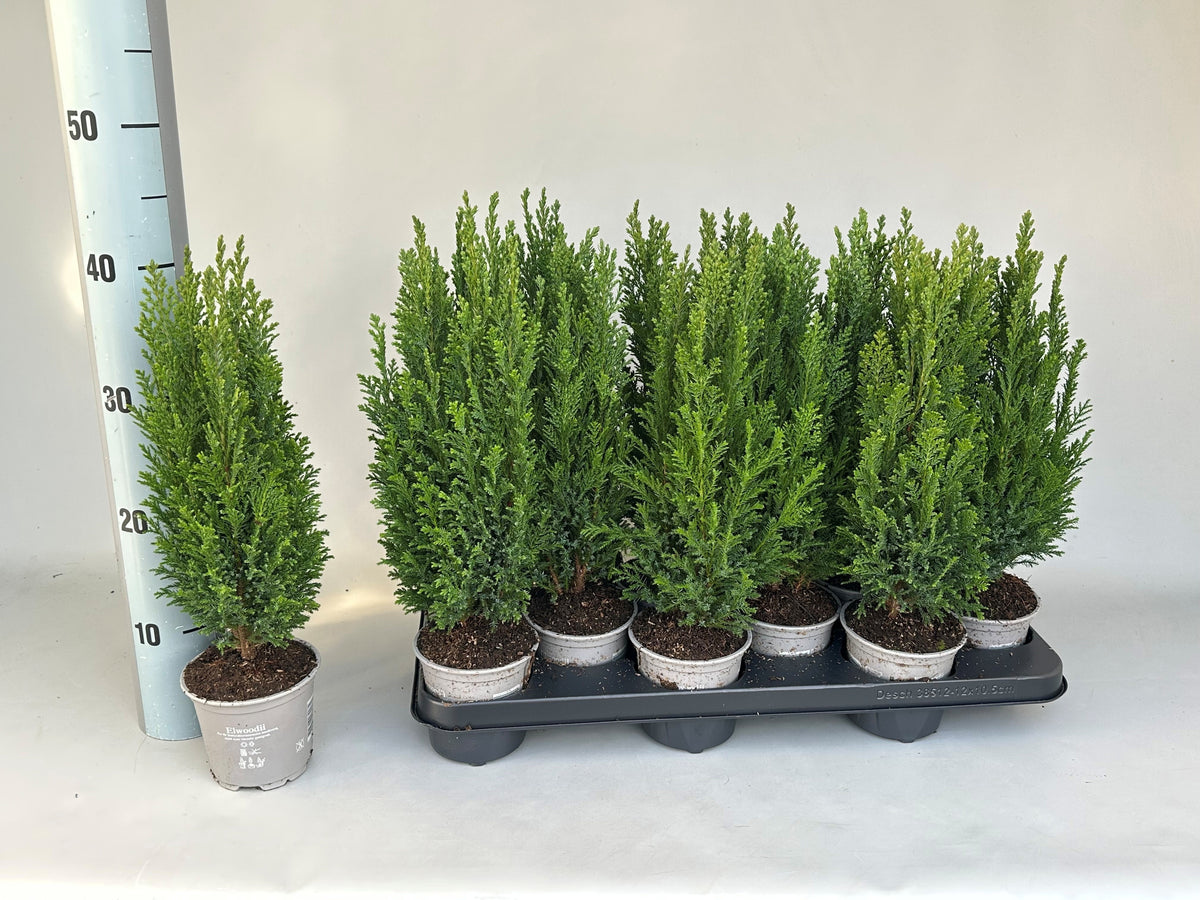 Chamaecyparis Ellwoodii 42cm 11cm Pot