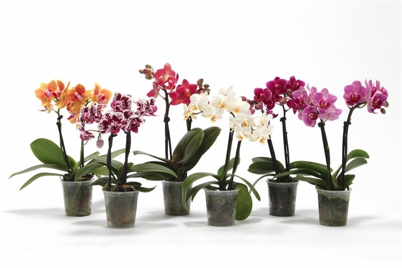 Phalaenopsis hybrid 17cm 6cm Pot