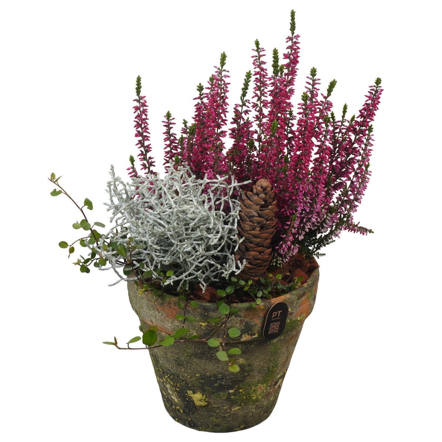 Outdoor arrangement 30cm 14cm Pot