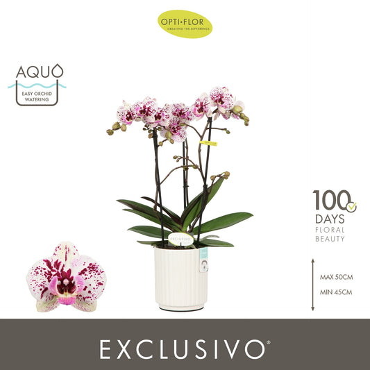 Phalaenopsis mix 45cm 12cm Pot