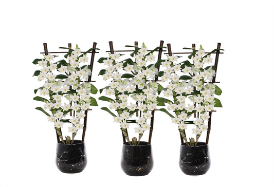 Dendrobium nobile white bow 50cm 12cm Pot
