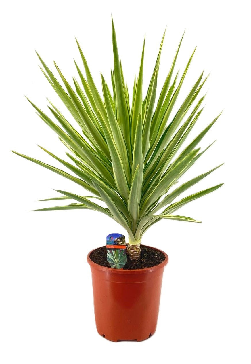 Yucca Jewel 90cm 27cm Pot
