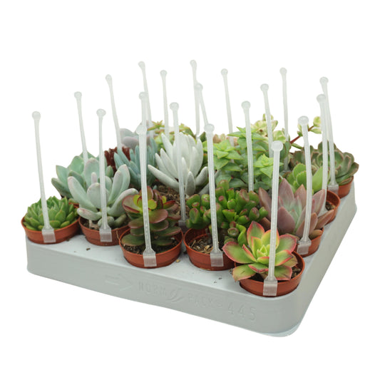 Succulent mix 8cm 5.5cm Pot