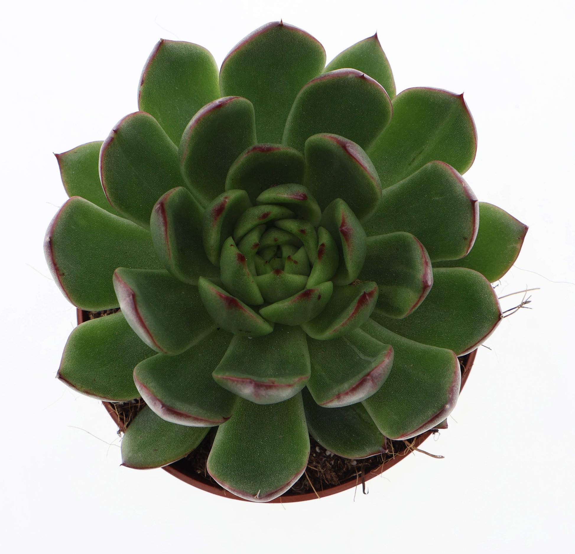 Euro Cactus Holland Bv Echeveria Hybrid Pack of 8