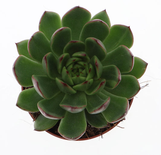 Euro Cactus Holland Bv Echeveria Hybrid Pack of 8