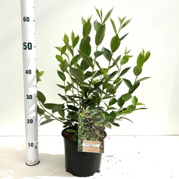Aronia mel. Hugin 35cm 17cm Pot