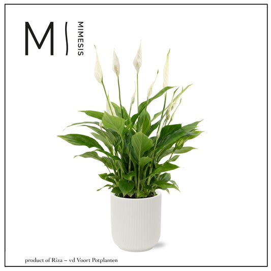 Spathiphyllum Bellini 40cm 13cm Pot