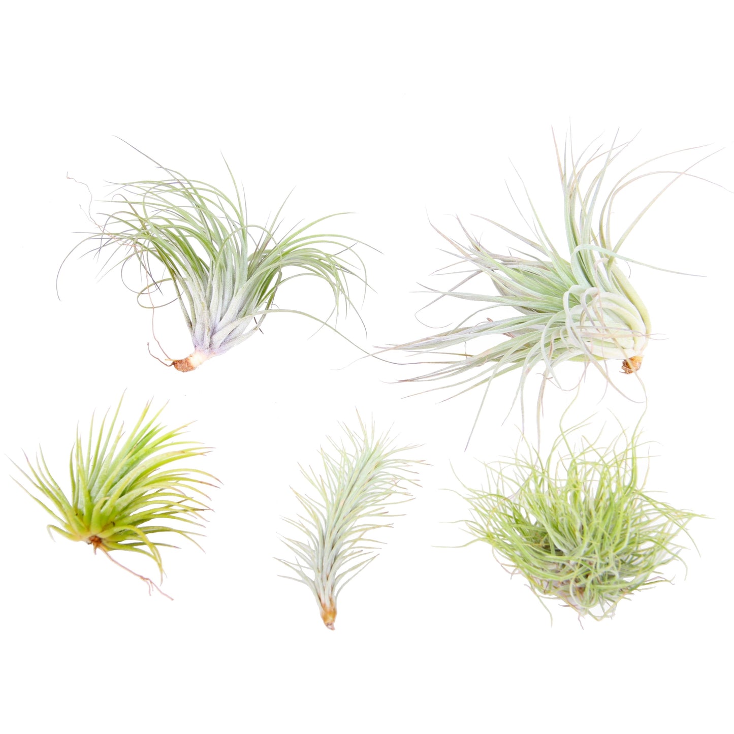 Tillandsia Mix Airplant 10cm 999cm Pot