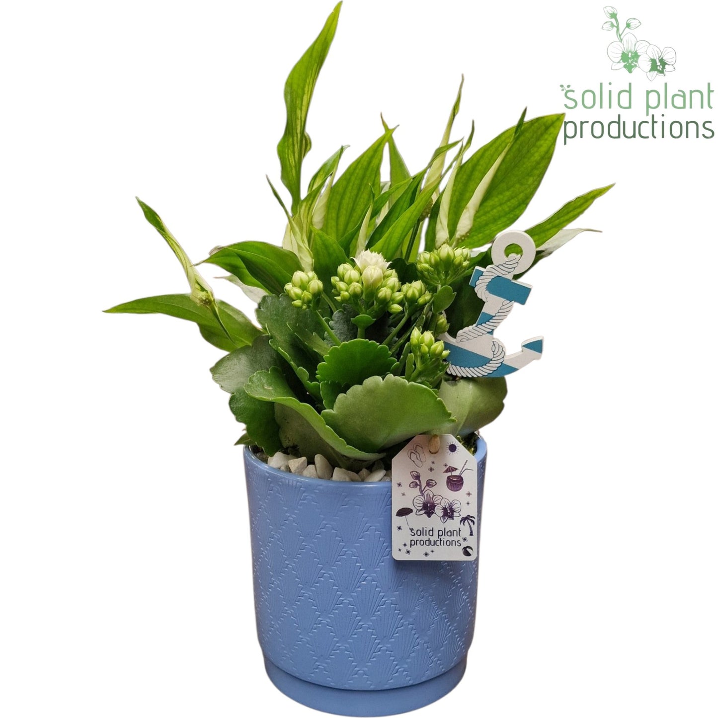 Solid Plant Productions AAN001 Amy Blue Actie Pack of 6
