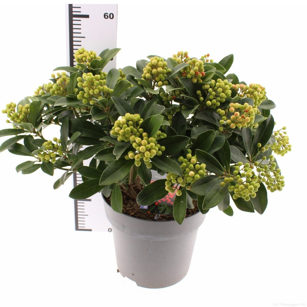 Skimmia japonica Temptation 50cm 29cm Pot
