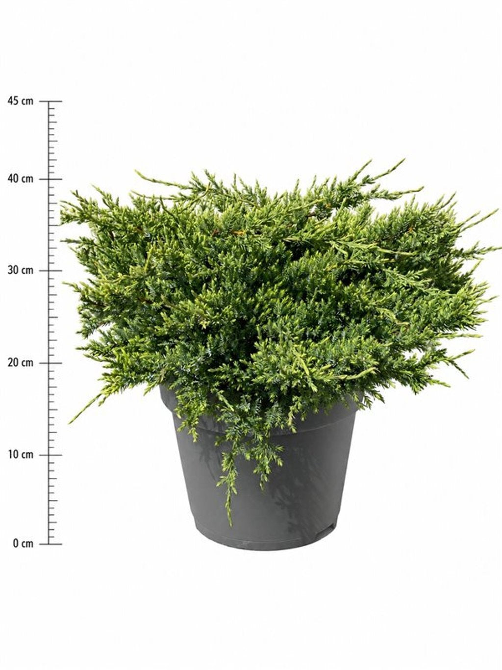 Juniperus Holger 40cm 32cm Pot