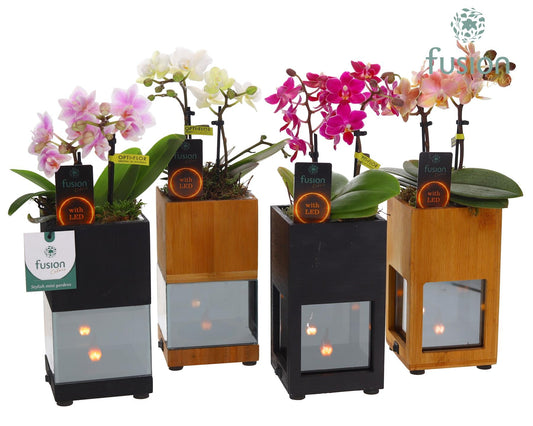 Houten LED planter met vlam met Phalaenopsis 43cm 10cm Pot