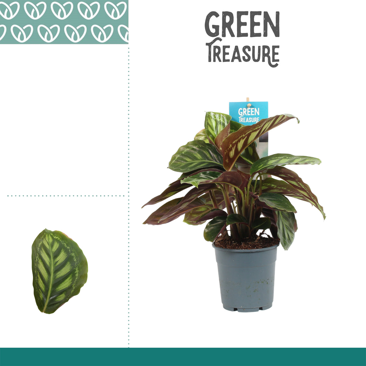 Calathea Moonlight 30cm 12cm Pot