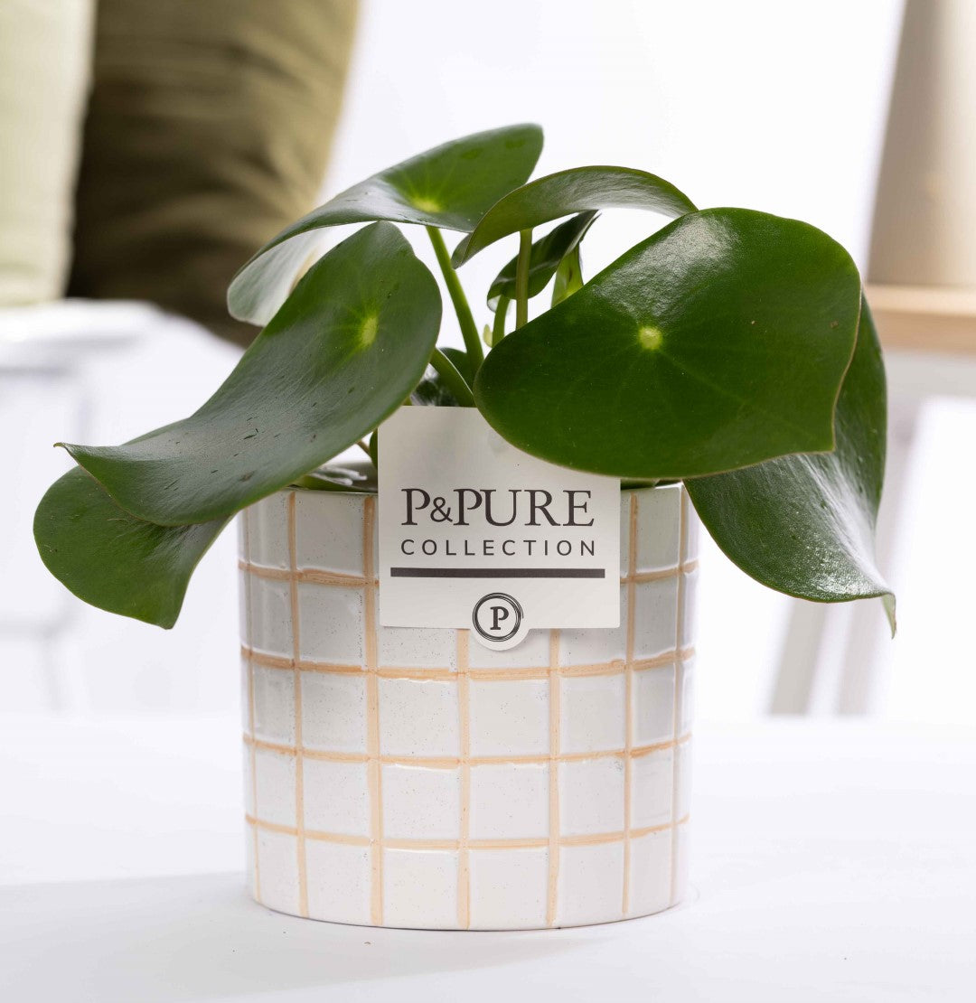 Peperomia Raindrop 25cm 12cm Pot
