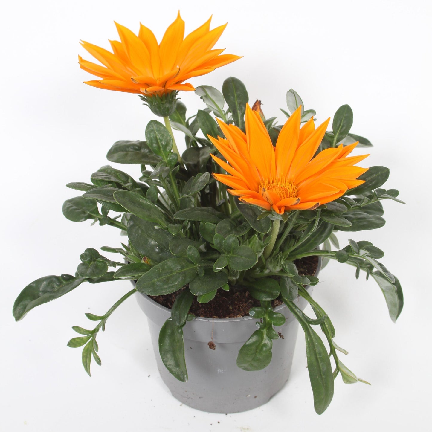 Gazania Giant Deep Orange 22cm 12cm Pot