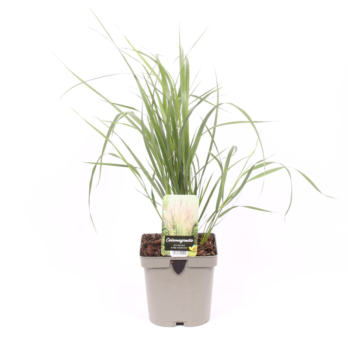 Calamagrostis Karl Foerster 50cm 17cm Pot