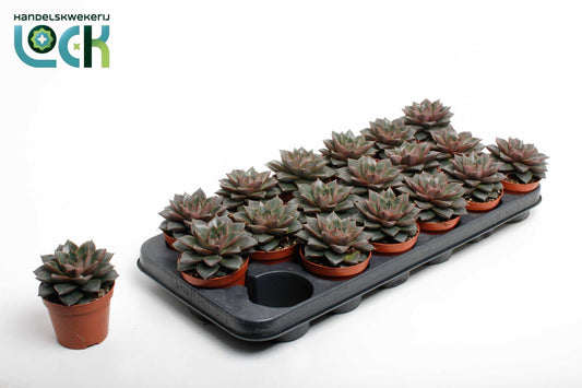 Echeveria Purpusorum 10cm 8.5cm Pot