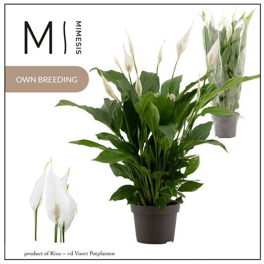 Spathiphyllum Strauss 50cm 13cm Pot