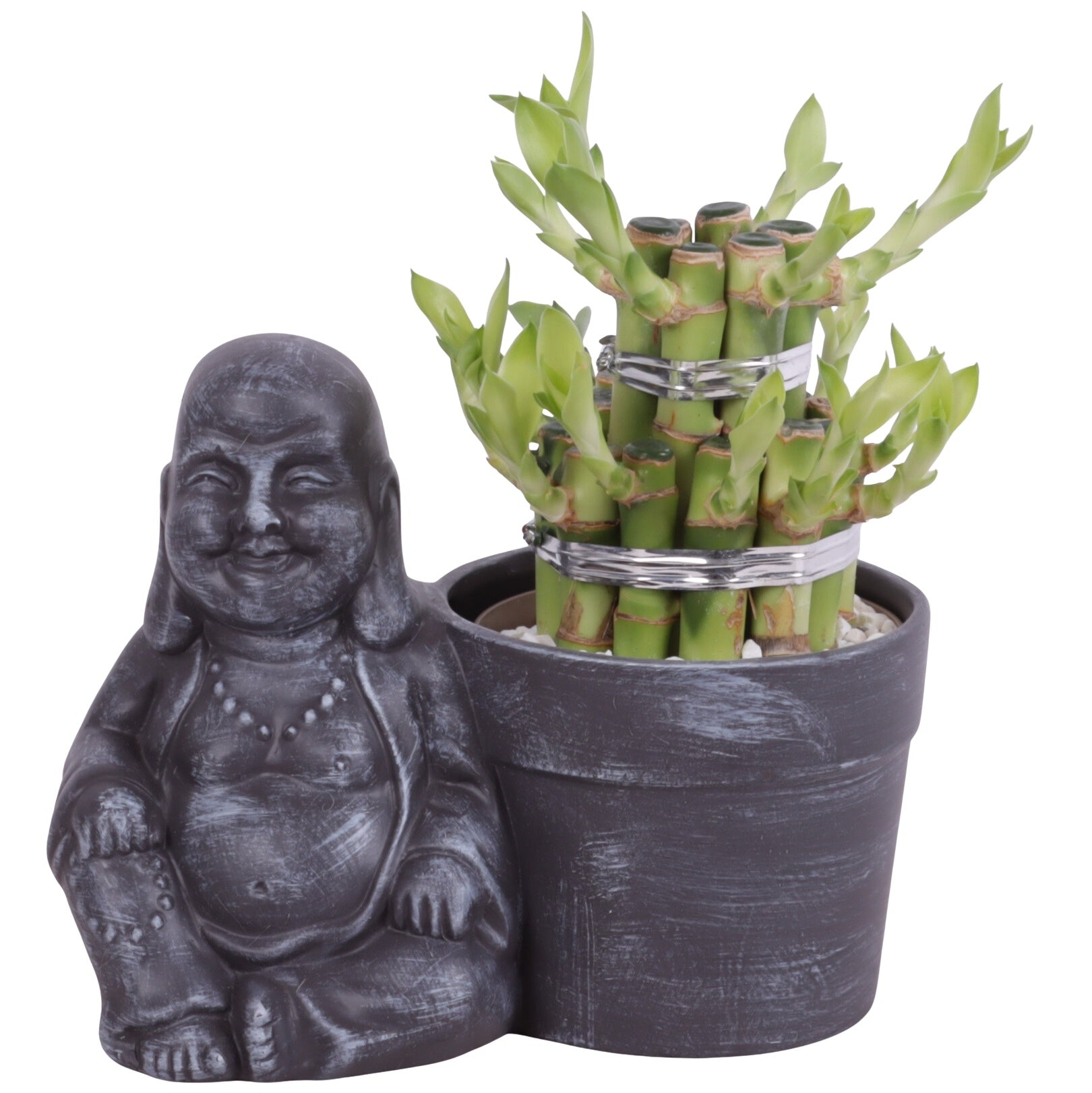 Drac. Lucky Bamboo 20cm 19cm Pot