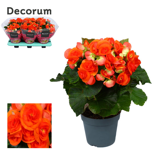 Begonia elatior Reina 32cm 14cm Pot
