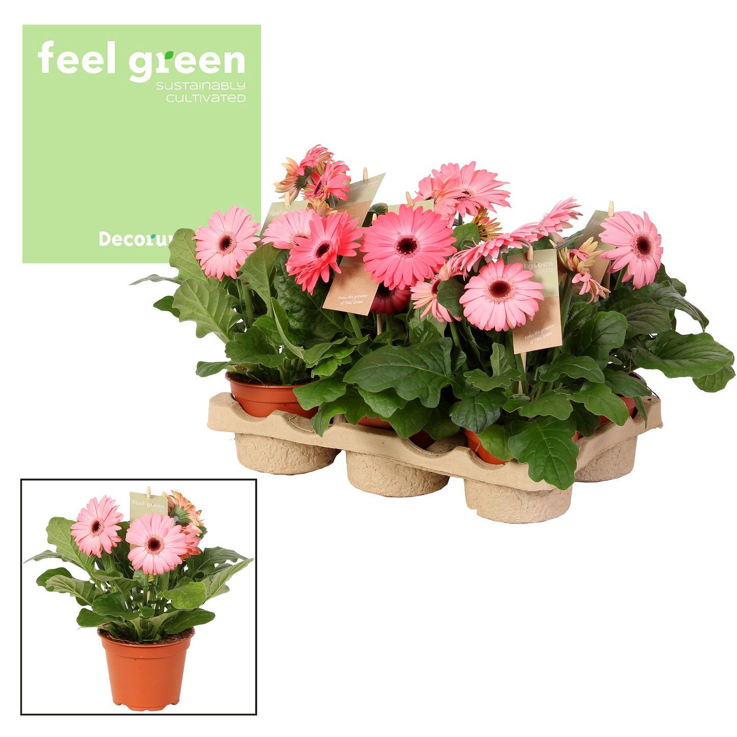 Velden, Firma Freek v.d. Gerbera Flori Line pink Pack of 6