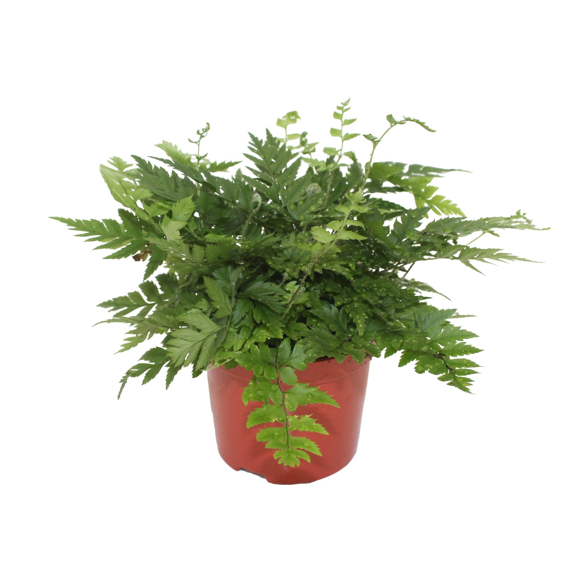 Polystichum rigens 15cm 8.5cm Pot