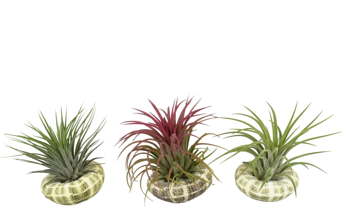 Tillandsia cyanea 10cm 8cm Pot
