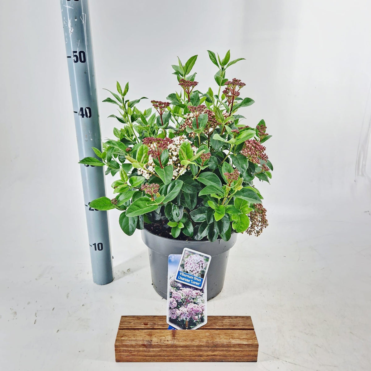 Viburnum tinus 40cm 23cm Pot